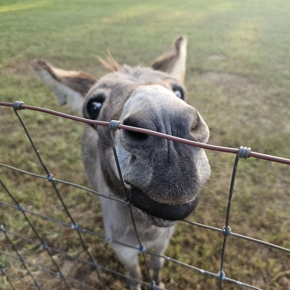 Say Hello To My Little Friends 🫏🫏 - Picture 3 of 6